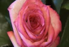 BONTON. Cea mai neobişnuită florărie din România